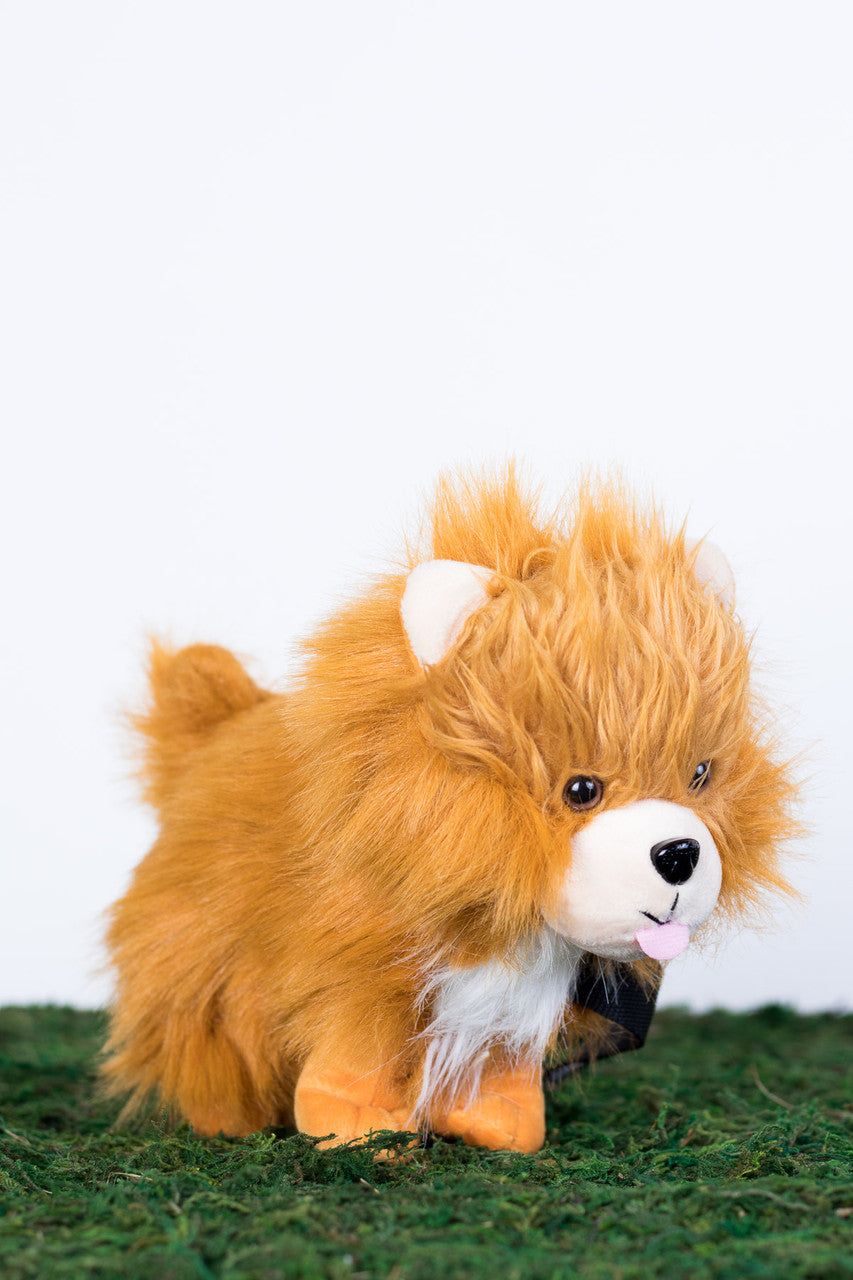 Pomeranian Pupper Pack