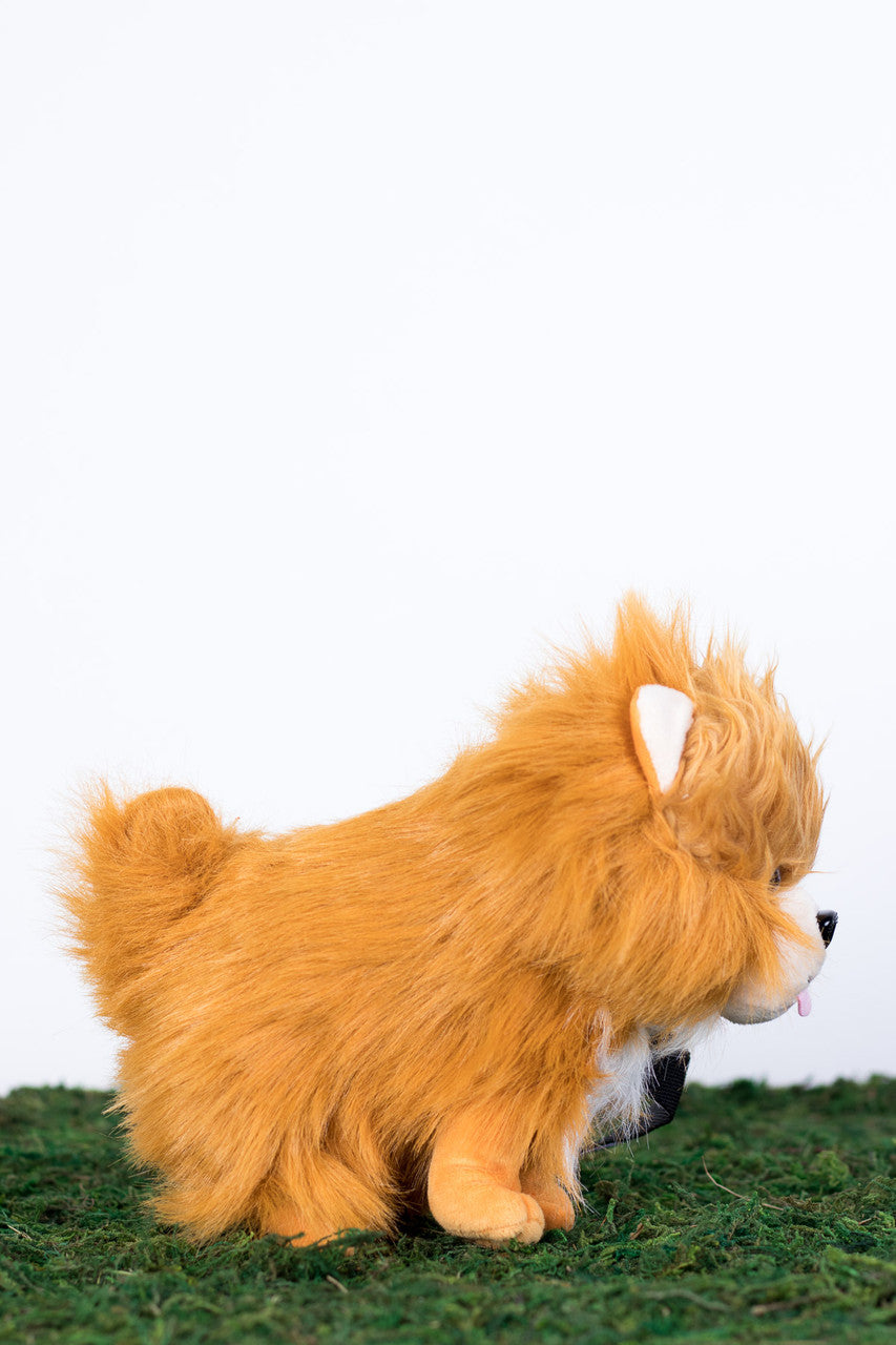 Pomeranian Pupper Pack